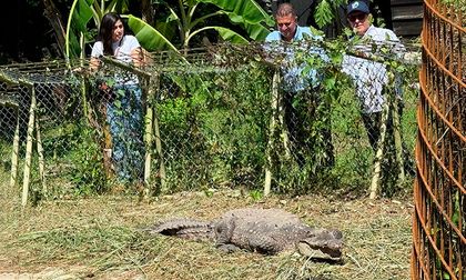 La Ñata, la caimana rescatada en Palmira, fue trasladada a su nuevo hogar en Cartagena