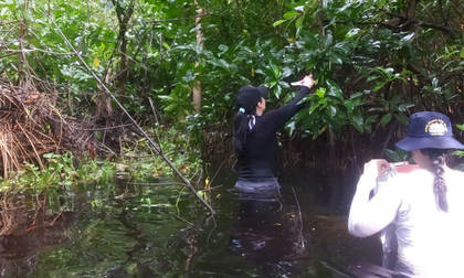 Preocupación por contaminación en manglares del Caribe colombiano