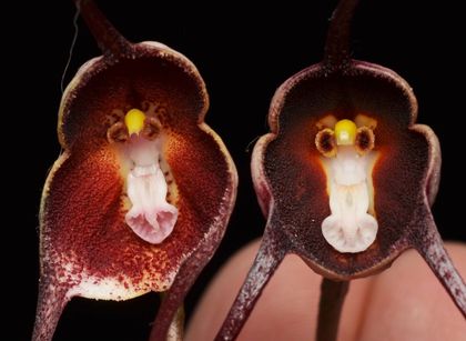 Imagen de Descubren en Urrao la Dracula colombiana, una nueva orquídea para la ciencia