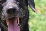 Imagen de El ´Superniño´ nos afecta a todos: así puede proteger a su mascota para evitar un golpe de calor