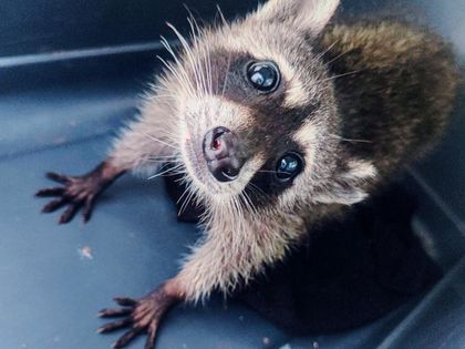 Imagen de  Mapache que fue comprado como “regalo de cumpleaños” murió tras contraer varias enfermedades