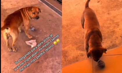 Perrito “paga” comida en un establecimiento con una roca
