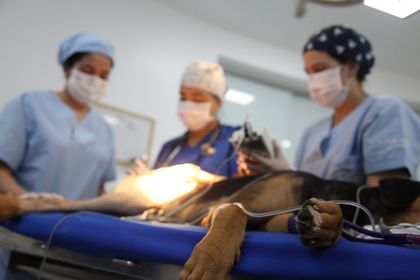 Imagen de  Majim Buu, perrito tratado con cirugía 3D, tiene una nueva familia