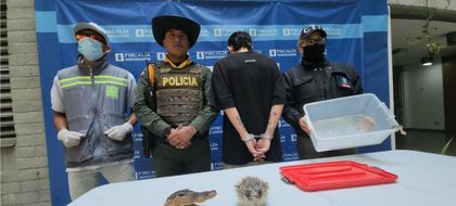 Imagen de Capturan a joven en Sabaneta con una boa constrictor y fauna disecada en su apartamento