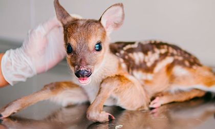 Cría de venado hallada en Cauca se recupera en Cali