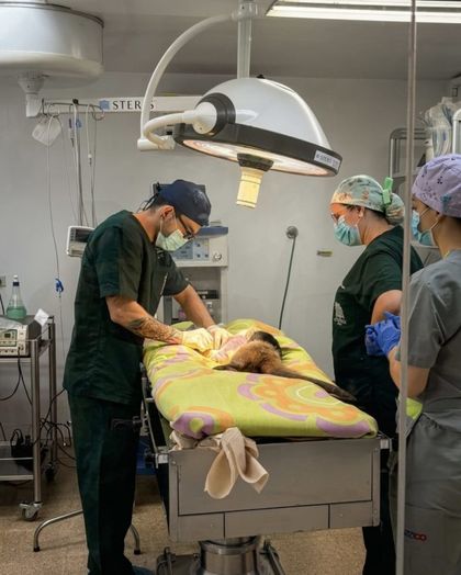 Imagen de  Corantioquia y la UdeA realizaron cirugía inédita a una tamandúa atropellada