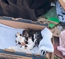 El Gato Escobar: la historia del rescatista que responde llamados para ayudar a perros y gatos abandonados