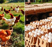 Fenavi alerta por cancelación de exportación y represamiento de huevo y pollo en el país