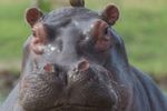 Imagen de Juzgado admitió acción de tutela que busca frenar la eutanasia para hipopótamos