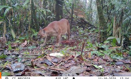 Cámaras trampa captan pumas, venados y otras especies