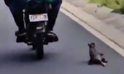 Indignación por video de dos hombres que arrastran a una zarigüeya desde una moto