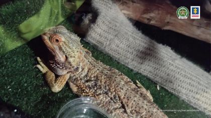 Imagen de  La Fiscalía ha obtenido más de 200 condenas por maltrato animal en el país