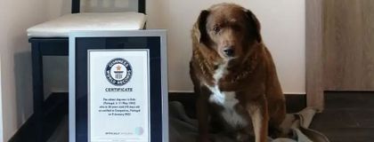 Imagen de  Murió Bobi, el perro más viejo del mundo, reconocido por el Guinness World Records