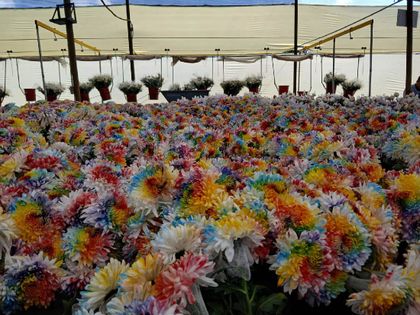 Imagen de  Más de 170 mil tallos de Flores El Trigal adornarán el Día del Orgullo en Estados Unidos 