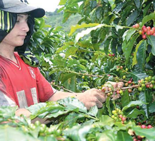 Las lluvias podrían caer hasta 32% y afectar la próxima cosecha de café en Colombia