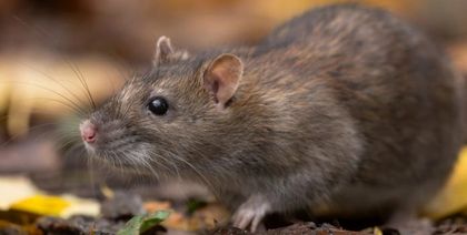 Imagen de  El hantavirus: lo que hay que saber del peligroso virus encontrado en un crucero