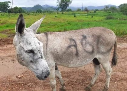 Imagen de  Burros, caballos y perros convertidos en bombas: la cruel historia del uso de animales en el conflicto armado colombiano