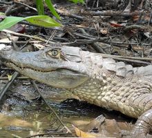Comer estos animales en Semana Santa afecta la salud y la biodiversidad
