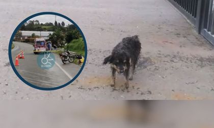 Imagen de  El triste desenlace del perro que ocasionó varios accidentes en la autopista Medellín-Bogotá