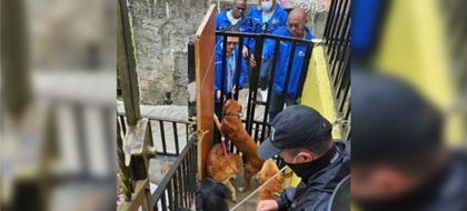 Imagen de Judicializaron a dueños de seis perros que al parecer los abandonaban en precarias condiciones en Medellín y Bello