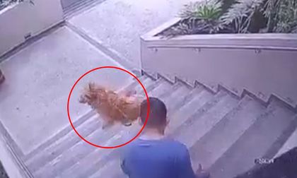 Nuevo caso de maltrato animal quedó captado en video