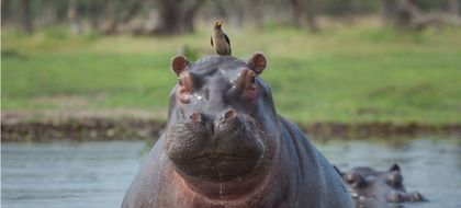 Imagen de Juzgado admitió acción de tutela que busca frenar la eutanasia para hipopótamos