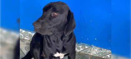 Imagen de En video: así está Káiser, el perro que se recuperó de la mordedura de una serpiente en Cocorná