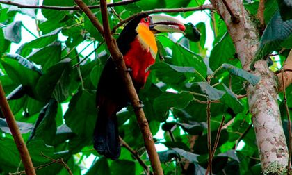 Festival, cultura y medio ambiente: la Semana de la Biodiversidad llega a Cali