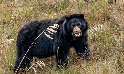 Crece población de oso andino