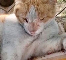 En Cali estarían generando incendios para matar gatos