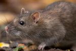 Imagen de El hantavirus: lo que hay que saber del peligroso virus encontrado en un crucero