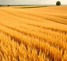 Colombia importa más granos en 2025 y profundiza su dependencia alimentaria