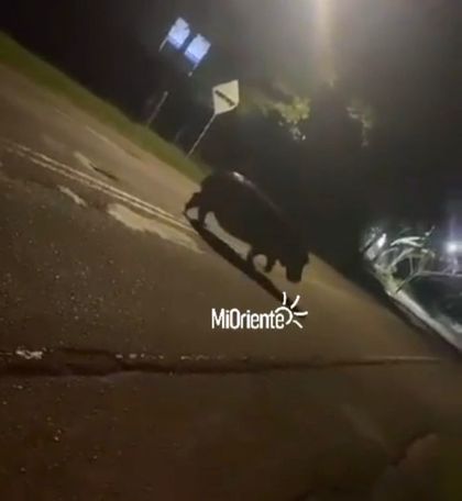 Imagen de  Hipopótamo en plena vía: video muestra el cruce del ejemplar en la Autopista Medellín-Bogotá