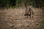 Imagen de Fenómeno de El Niño aumenta la inseguridad alimentaria en América Latina y el Caribe, alerta la ONU
