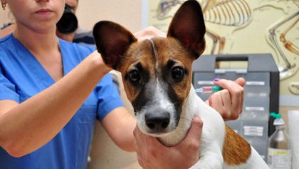 Imagen de ExpoAnimalia, la estrategia que promueve el bienestar y la protección de los animales en El Carmen