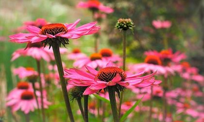 Echinacea, la planta más vendida en pandemia