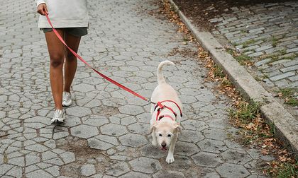 Veneno en el parque: Cómo proteger a tu perro de sustancias tóxicas
