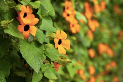 Imagen de  Flores no nativas podrían causar enfermedades respiratorias, según estudio de la Universidad CES