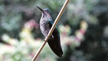 El colibrí, una belleza que cautiva