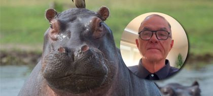 Imagen de Refugios animales internacionales desmienten al Gobierno sobre los hipopótamos: “está muy mal matarlos”