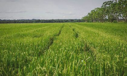Se adelantó el Consejo Nacional del Arroz