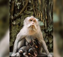 Triple tratamiento elimina el VIH en macacos lactantes