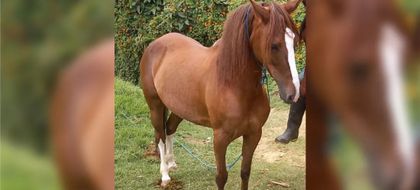 Imagen de  Presunto sacrificio irregular de una yegua en La Ceja: habla el centro equino implicado