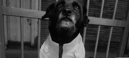 Imagen de  Murió Barbas, el inolvidable perrito policía de Concepción