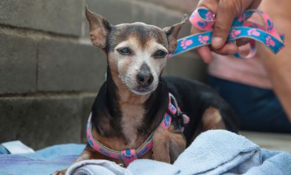 ¿Fue testigo de maltrato animal en Cali? Así puede reportarlo