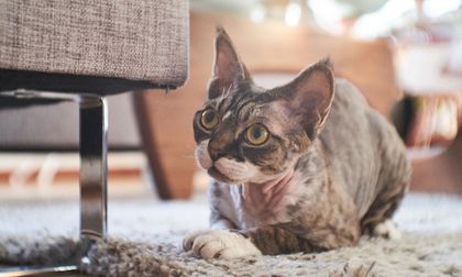 Qué pasa cuando tu gato evita entrar a una habitación específica
