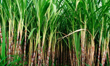 Disminuyen drásticamente las quejas por quema de caña