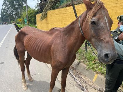 Imagen de Autoridades en Marinilla hallaron una yegua amarrada a una palma y con signos de maltrato