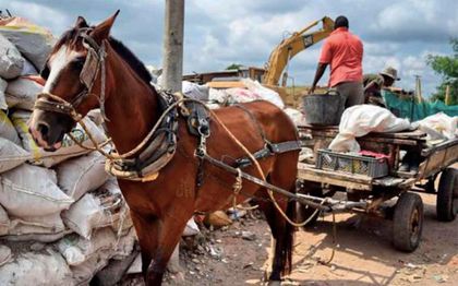 Imagen de  En Antioquia 742 caballos son libres, el departamento sustituyó los vehículos de tracción animal
