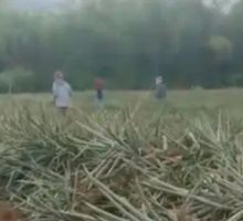 SAG pide intervención por invasión en Jamundí